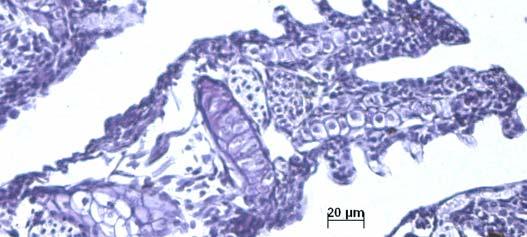 Lamelas secundárias (LS); C (Cartilagem) Coloração: HE. LS Figura 64: Brânquia de um organismo-teste juvenil (espécie P.