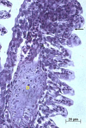 C Figura 66: Brânquia de um organismo-teste juvenil (espécie P. reticulata), exposto a teste com amostra de água do ponto USP, em janeiro/04.