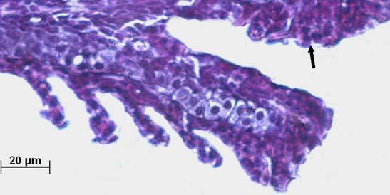 Observar o seio venoso central (SVC). Coloração: HE. Escala: 20µm. C Figura 68: Brânquia de um organismo-teste juvenil (espécie D.