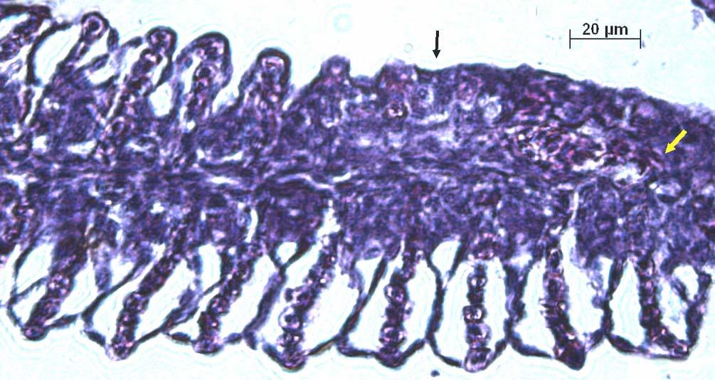 Figura 71: Brânquia de um organismo-teste juvenil (espécie P. reticulata), exposto a teste com amostra de água do ponto Ponte caída, em janeiro/04.