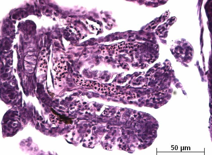 115 SVC Figura 79: Brânquias de organismo-teste juvenis (espécie P. reticulata), expostos a teste in situ no ponto Confluência, em abril/04.