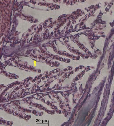 121 LS Figura 83: Brânquia de um organismo-teste a 6µg/L de cádmio, por 7 dias. Espaços interlamelamelares (x); desprendimento do epitélio respiratório nas lamelas secundárias ( ). Coloração: HE.