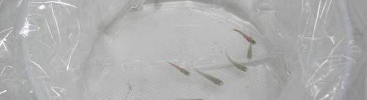 Para tanto, as diferentes espécies nas fases adultas e juvenis foram aclimatadas em laboratório, sendo adicionados 10 organismos-teste em sacos plásticos contendo água reconstituída (ABNT, 2003) e