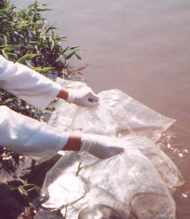 1 2 3 4 5 6 Figura 7: Realização dos testes de toxicidade in situ no rio Monjolinho (1-armadilhas sendo presas a