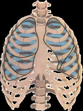 O que é o sistema respiratório?