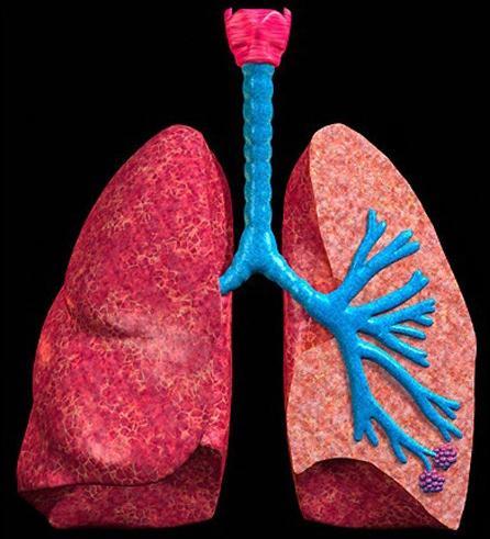 O que é o sistema respiratório?