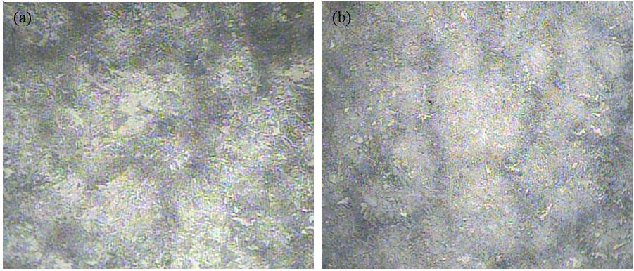 Ao fundo, em branco, mostra-se austenita retida, que não se modificou com o resfriamento forçado. Figura 39 - Micrografias com aumento de 100x obtidas das amostras revenidas.