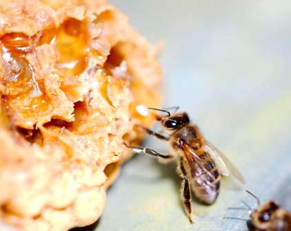 Apesar de por vezes não se dar muita importância aos pequenos pedaços de cera, resultantes da raspagem das pranchetas ou de pequenos favos feitos pelas abelhas, que acabam invariavelmente por ser