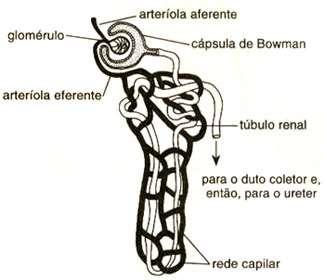 Página 11 de 18 4 - Observe o esquema do nefro do rim humano ao lado: a) O processo de formação da urina se passa em duas fases: filtração e reabsorção.