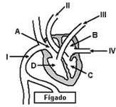 Página 13 de 18 10 - A figura a seguir esquematiza o coração de um mamífero: (Responder utilizando a simbologia) a) Em qual das câmaras do coração, identificadas por A, B, C e D, chega o sangue rico