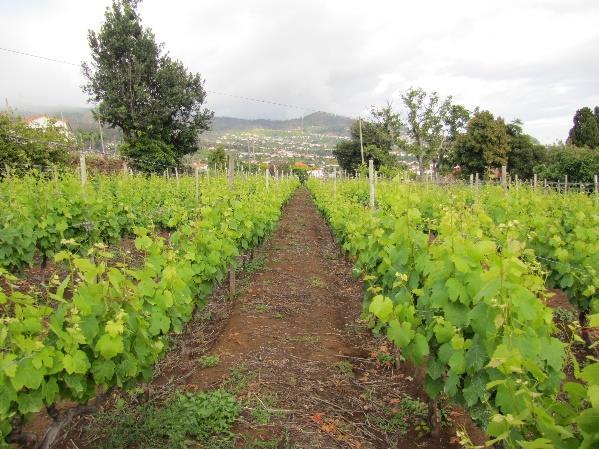 como de adaptação de castas introduzidas mais recentemente na Região para DOP Madeirense (anterior VQPRD) através de estudos agronómicos e enológicos, sobre sistemas de condução/armação da vinha, bem