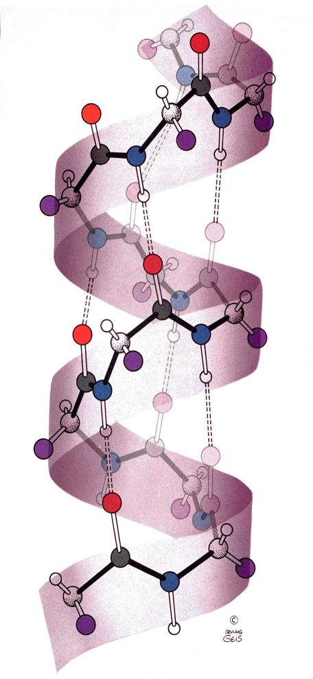 A hélice α Proposta em 1951 por L.Pauling and R.Corey para explicar os dados de difracção de raios X de fibras de proteína. A hélice α possui um número não-inteiro de resíduos por volta (3.