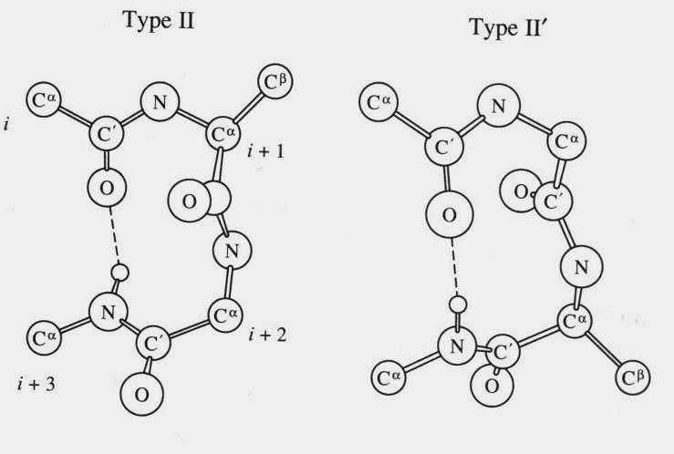 ligações de hidrogénio: (i i+2): γ turn (i i+3): β turn