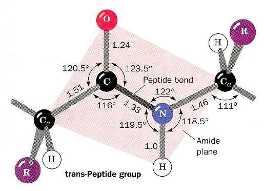 Propriedades conformacionais da ligação peptídica Embora a complexidade estrutural e conformacional das proteínas seja imensa, existem constrangimentos geométricos que permitem simplificar a sua