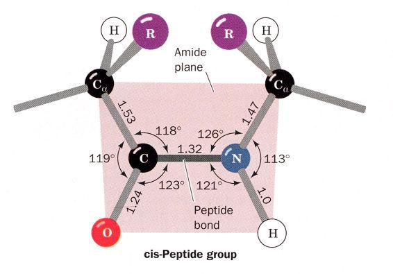 A forma cis é observada muito mais raramente (cerca de 1000:1) excepto quando i+1 é uma prolina.