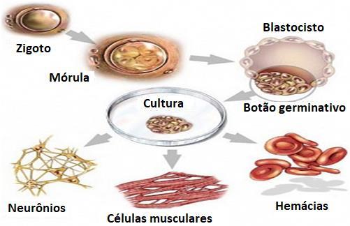 . Adultas: Encontradas em diversos tecidos e órgãos. - Classificação quanto à capacidade de diferenciação:.