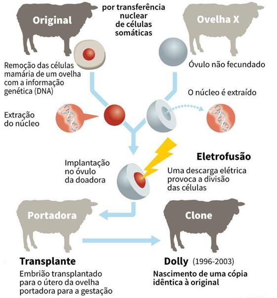 Clonagem