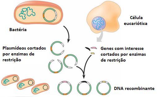 DNA Recombinante - Moléculas de DNA que possuem fragmentos de DNA
