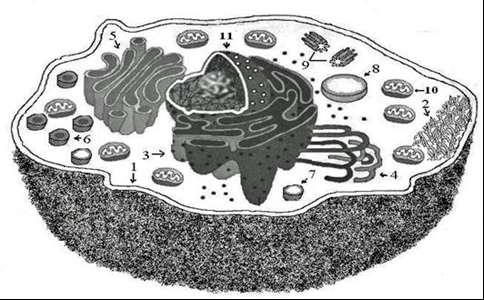 Colégio XIX de Março Educação do jeito que deve ser 2018 1ª PROVA SUBSTITUTIVA DE BIOLOGIA Aluno(a): Nº Ano: 1 Turma: Data: 11/05/2018 Nota: Professor(a): Regina Volpato e Karina Berti Valor da