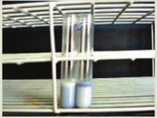 30 vários animais. Os testes positivos apresentam-se com a presença de um anel azulado na camada superior do leite (no creme).