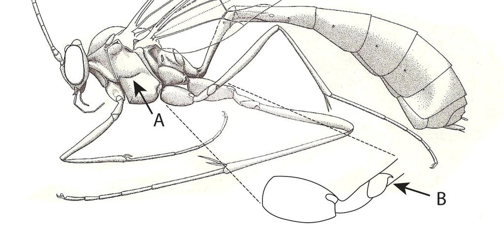 Figura 1 - Stauropoctonus sp. (modificado de Townes, 1971).