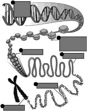 8. O DNA apresenta diferentes níveis de