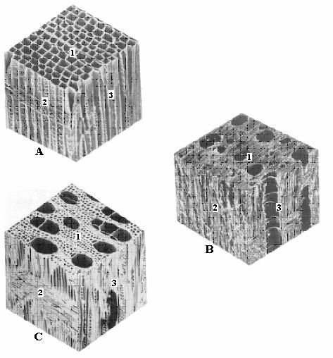 Introdução Figura 2- Aparência tridimensional do tecido celular de diferentes tipos de madeiras: A - pinheiro (40x), B freixo (50x), C bétula (100x).