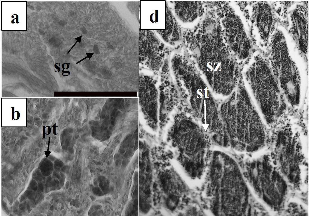 óleo; pg, grânulos protéicos; vm, membrana vitelina; pvo, ovócitos pós-vitelogênicos; pof, folículo pós-ovulatório. Escalas, (a) = 10 µm, (b) = 25 µm, (c, d, e, f) = 100 µm.