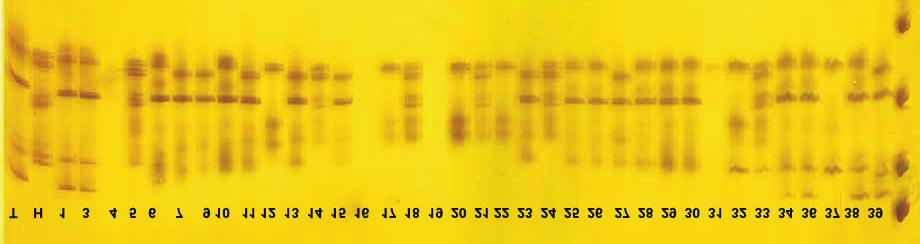 Identificação de híbridos do cruzamento de cultivares de mangueira Haden x Tommy Atkins via marcador de DNA microssatélite 121 identificar os heterozigotos entre os 17 indivíduos que permaneceram
