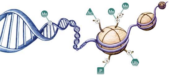 Metilação e Inatividade Gênica Além da metilação do DNA, a modificação da estrutura das histonas (proteínas associadas à molécula de DNA e que determinam a intensidade da compactação da cromatina)