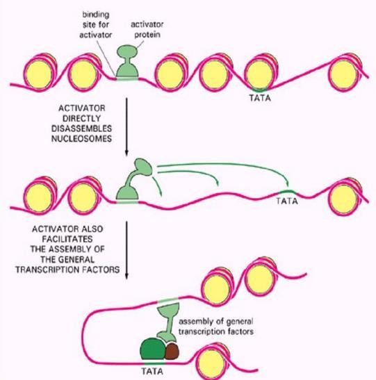 Mecanismos de expressão genica em eucariotos O genoma humano apresenta-se compactado com histonas.