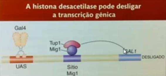 Mecanismos de expressão genica em eucariotos Código das histonas Existem diferentes tipos de histonas, cada um com uma quantidade