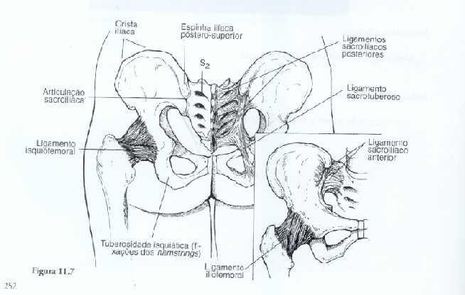 Prática Sacroiliaca Roteiro para aula prática de 2006-08-20 0 15 mim Diagnóstico diferencial Teste de flexão para frente suportada Diagnóstico diferencial de lombar X Sacroilíaca Teste de Hibb 16 35