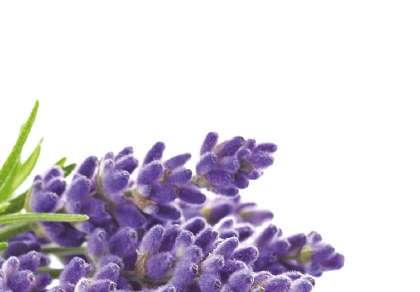 ÓLEOS ESSENCIAIS ÓLEO ESSENCIAL DE LAVANDA A lavanda é considerada uma panaceia universal. Por ser seguro, eficaz e tolerante é um dos óleos mais indicados na Aromaterapia, inclusive para crianças.