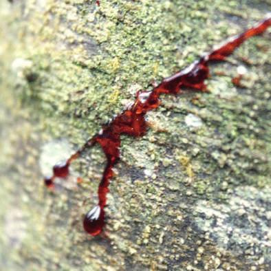 SEIVA O Dragoeiro é uma árvore nativa do norte da Amazônia, Peru, Equador e Colômbia. Pesquisas mostram que sua resina é eficiente na regeneração das células, acelerando o processo de cicatrização.