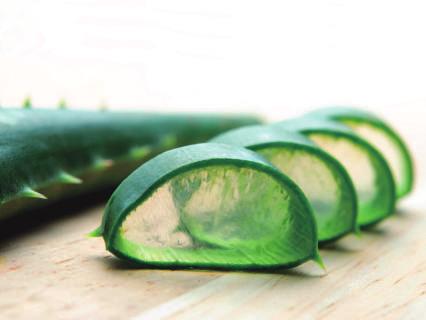 ALOE VERA ALOE VERA A Aloe vera é uma planta conhecida popularmente como Babosa e utilizada há mais de 5.500 anos como planta medicinal.