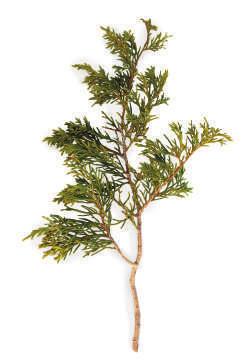 CEDRO Juniperus virginiana 10ml - cód. 05 33, 00 CIPRESTE Cupressus sempervirens 5ml - cód.