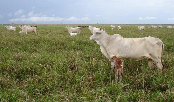 Considerações Finais A intensificação é influenciada pelos