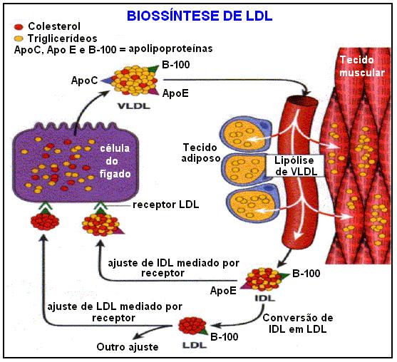 metade das IDL retornam ao fígado, através dos receptores LDL, por endocitose (LDL e IDL contêm apoproteínas que se ligam especificamente aos receptores LDL aproximadamente 1.