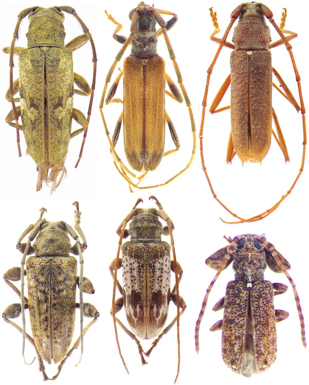 Novos táxons e novos registros sobre Cerambycidae Neotropicais Macho. Tegumento castanho-avermelhado.