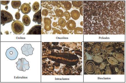 22 Os aloquímicos são classificados em bioclastos, pólitos, peliodes, Intraclastos, micrite, esparrite (HUILLCA, 2015), como mostrado na Figura 2.5. Figura 2.5 - Grãos aloquímicos.