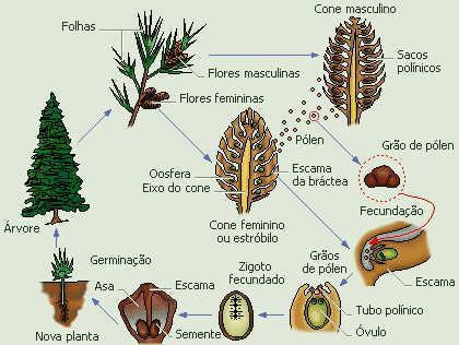 Fanerógamas 11/13 set RESUMO O nome Fanerógamas se refere a plantas que possuem a estrutura produtora de gametas visível, ou seja, são as plantas que possuem sementes.