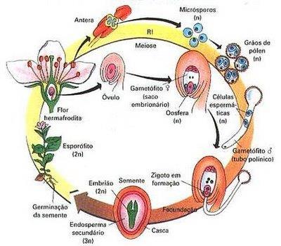 O segundo gameta se funde aos núcleos polares (gametófito feminino) e forma uma estrutura triploide (3n) chamada endosperma, que tem como função nutrir o embrião em estágios iniciais do