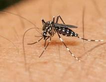 CUIDE-SE ZIKA VÍRUS Zika Vírus é uma infecção causada pelo vírus ZIKV, transmitida pelo mosquito Aedes aegypti, mesmo transmissor da dengue da febre chikungunya.