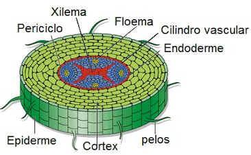 Tecidos de condução O xilema e floema são tecidos condutores, constituintes do sistema vascular da planta, responsáveis pelo transporte e distribuição de substâncias ao longo do vegetal.