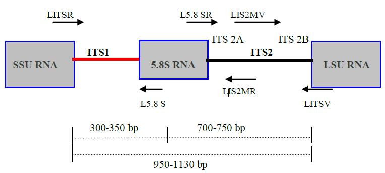 MATERIAL E MÉTODOS Figura 2.15: Representação esquemática do espaço interno transcrito 1 (ITS- 1) no operão ribossomal amplificado com primers específicos de Leishmania.