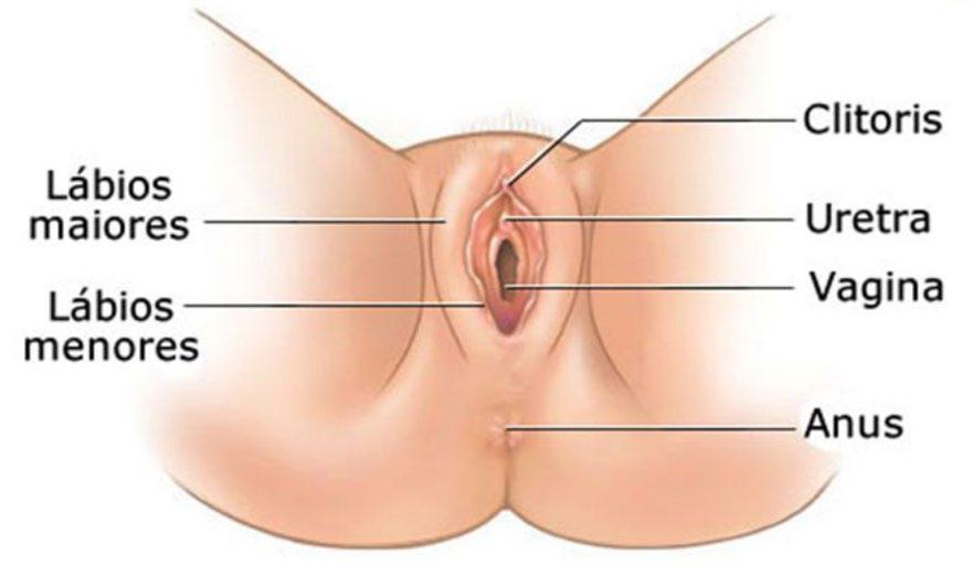 PARTEI OBSTETRÍCIA 1. ANATOMIA DO SISTEMA REPRODUTOR FEMININO E MASCULINO Órgãos genitais femininos externos O conjunto dos órgãos genitais externos da mulher é chamado vulva.