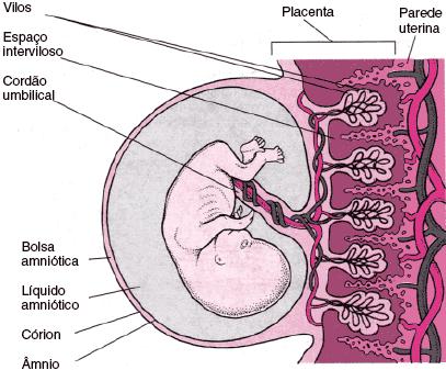 Fisiopatologia Os vilos (diminutas projeções) originários da placenta em desenvolvimento estendem-se até o interior da parede uterina, ramificando-se sucessivamente em um complicado arranjo