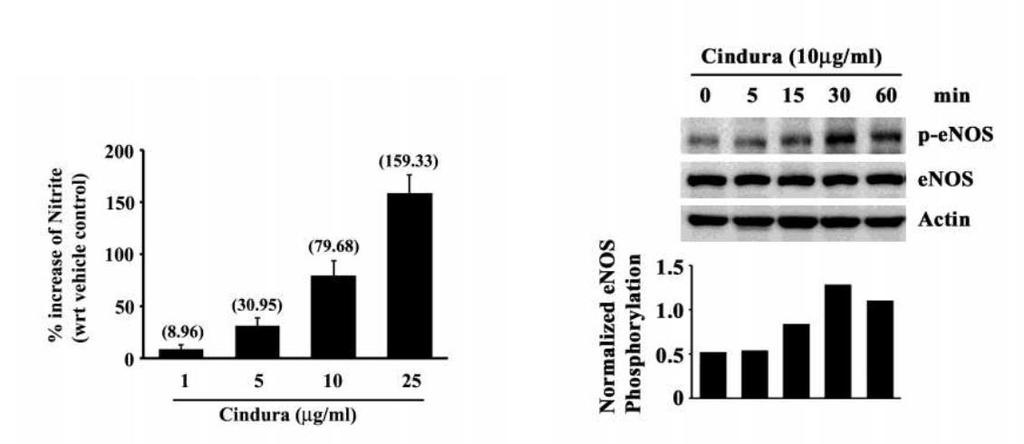 na resistência. A ação sinérgica dos ativos de Garcinia mangostana e Cinnamomum tamala é comprovada em testes in vitro, in vivo e em humanos.