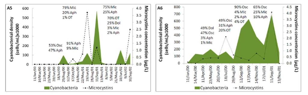 Variação de cianobactérias e microcistinas nas albufeiras Frequência de blooms elevada em A5 (77%) e blooms persistentes em A6 (100%).